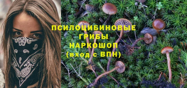 индика Елизово